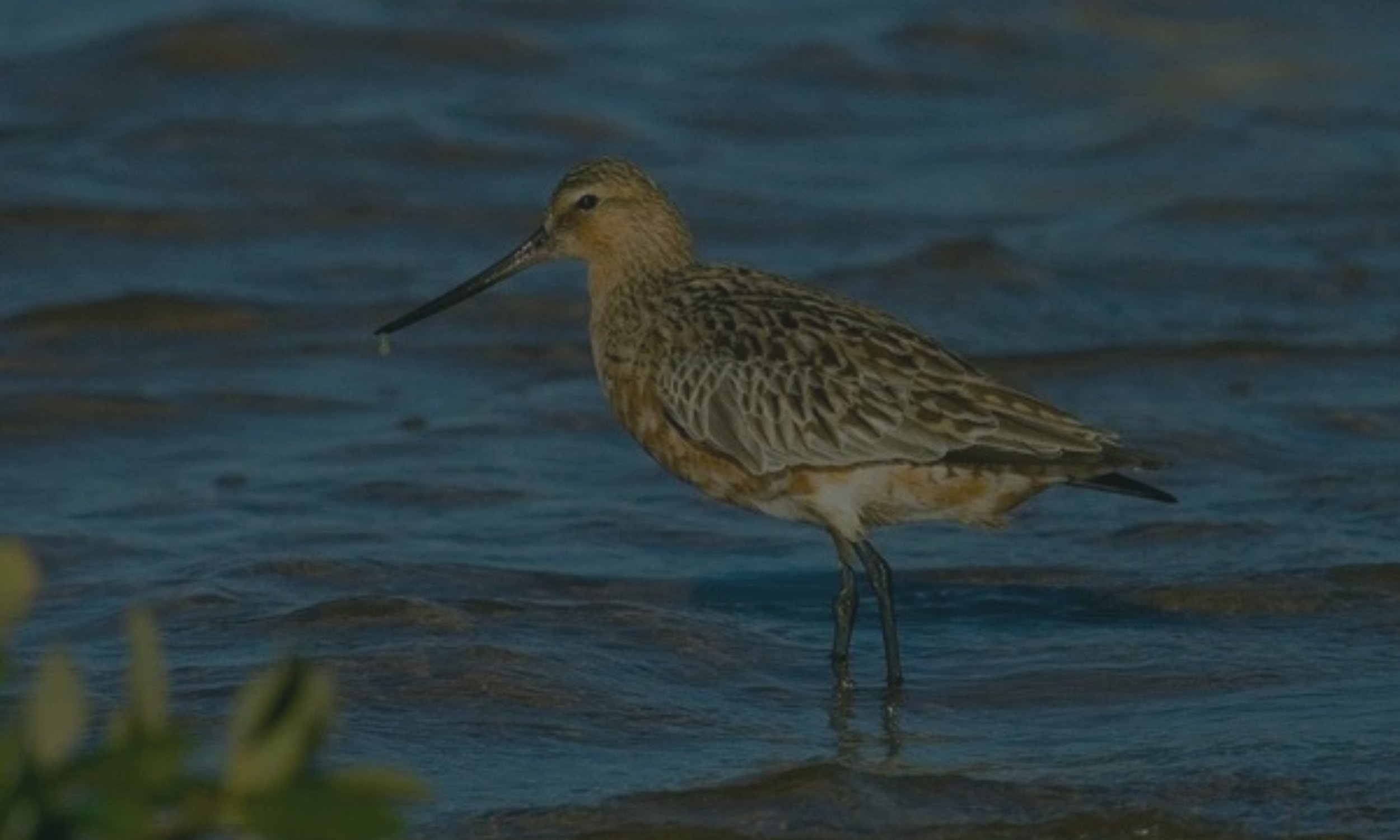 Shorebirds Roost Trial