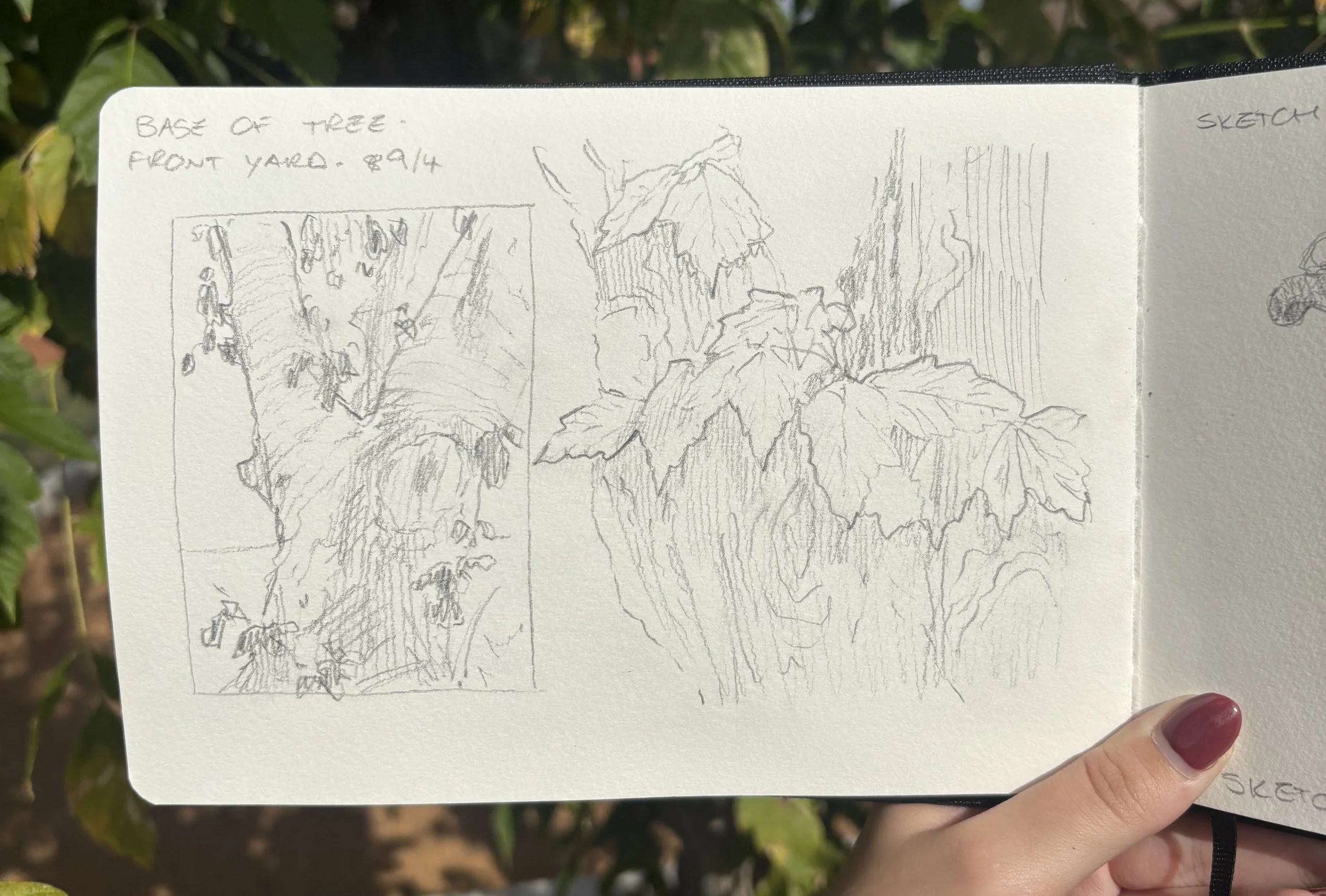 Tree Sketch - Pencil