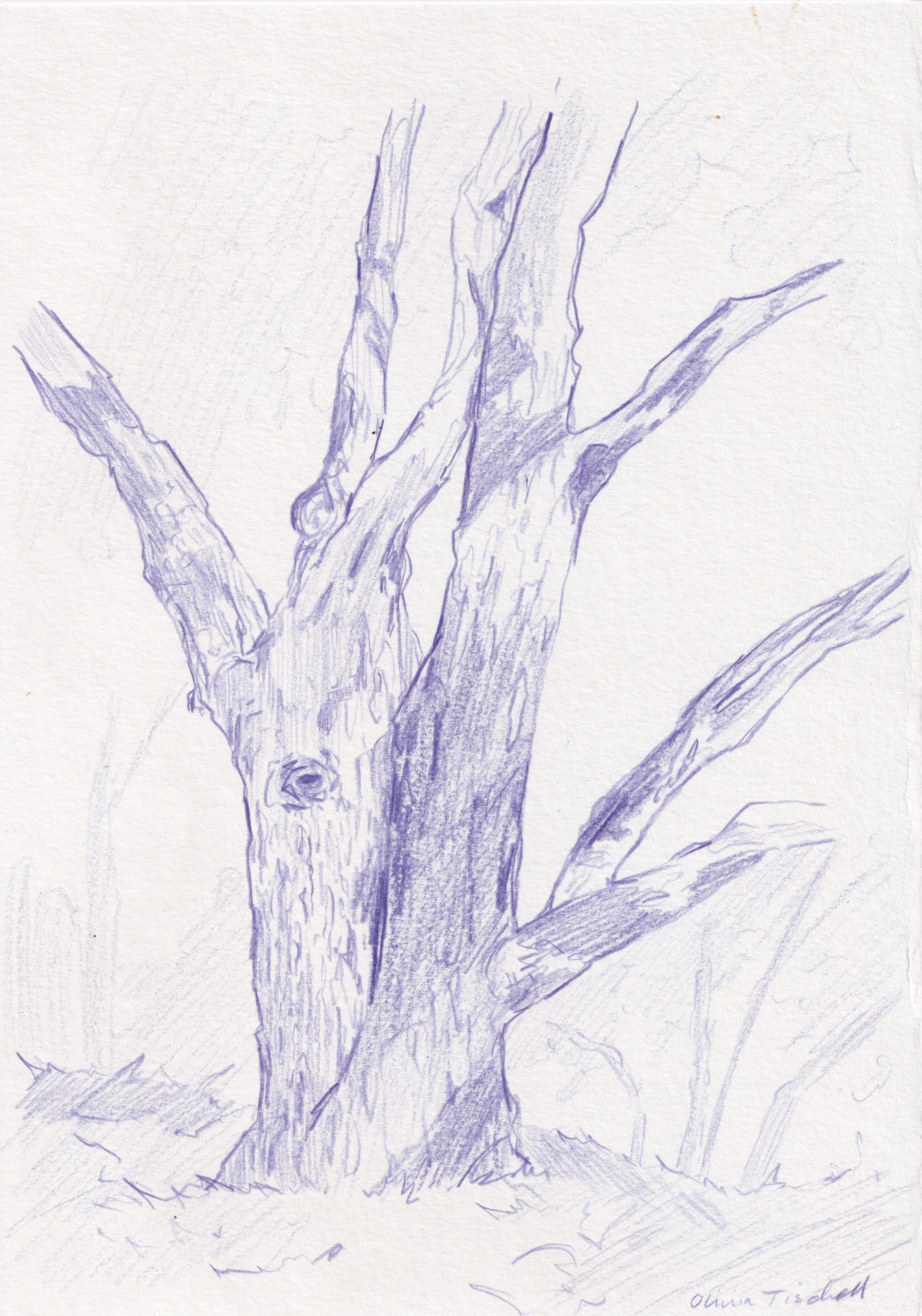 Untitled - Pencil
