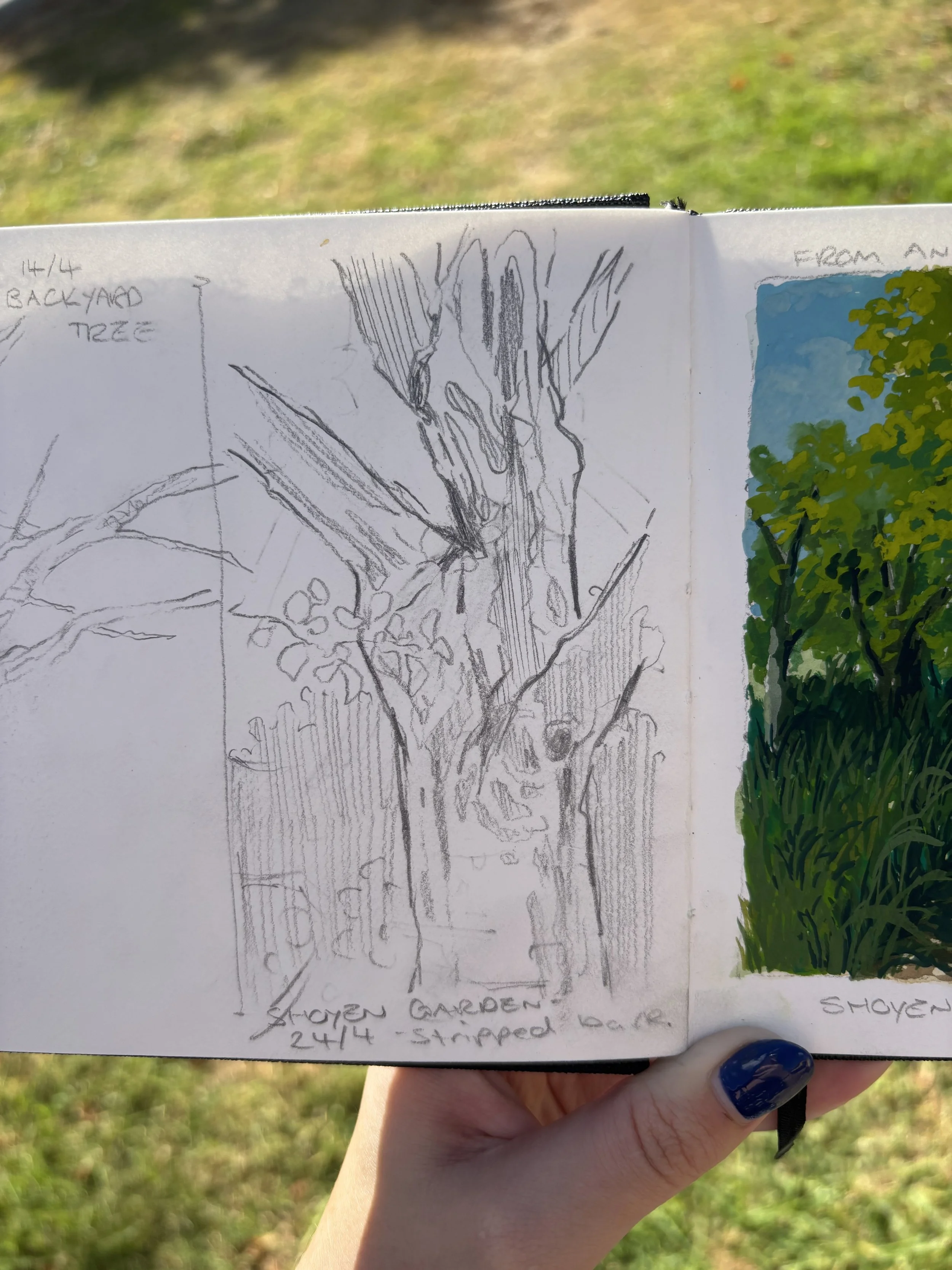 Tree Sketch - Pencil
