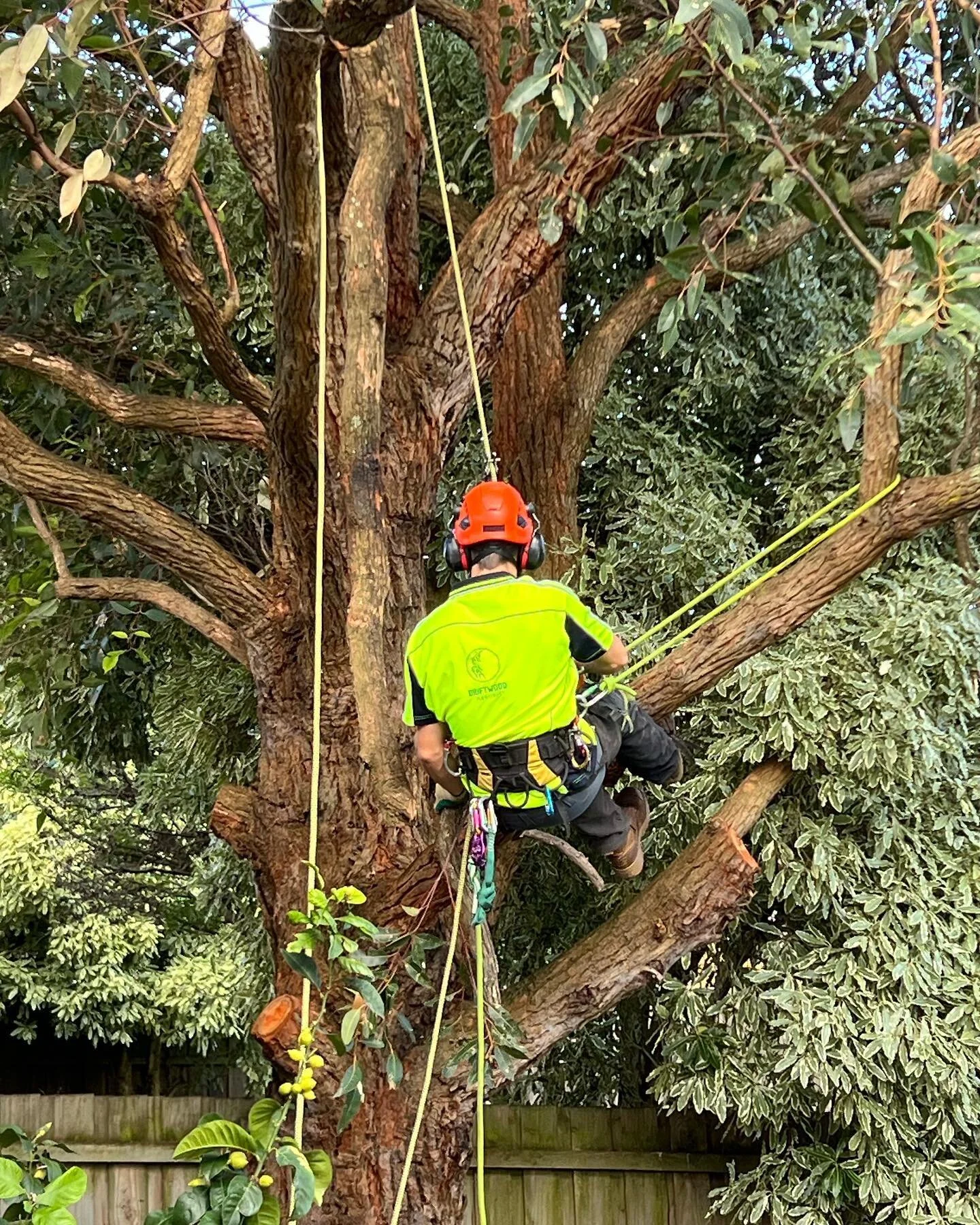 Driftwood Arborist