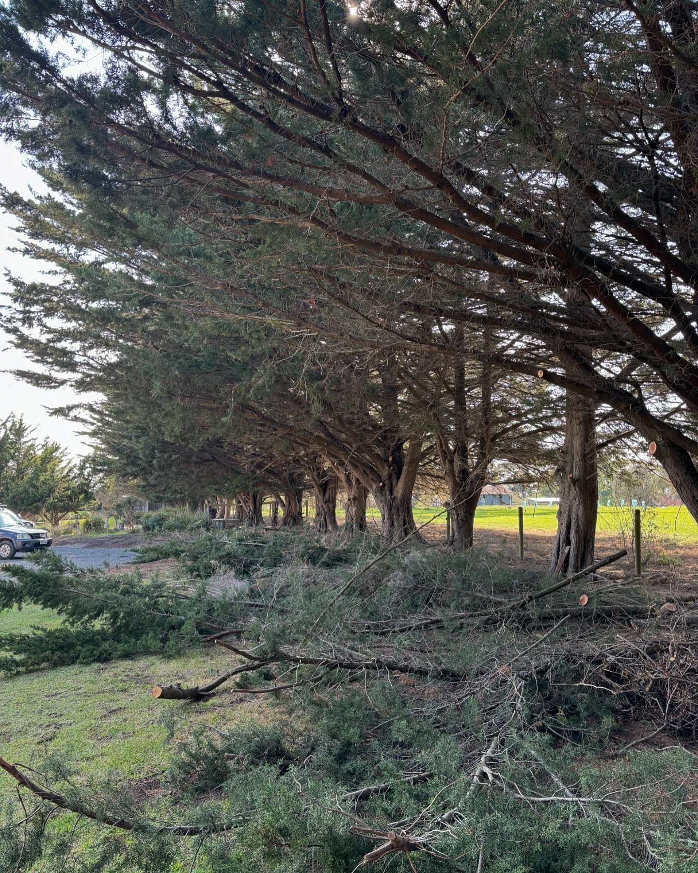 The other day we uplifted this cypress row to increase sunlight and access of the landscape. I want to say a massive thanks to @danielharris25 for his huge efforts this year, good luck with the next chapter brother!

#arborist #trees #treeservice #ga