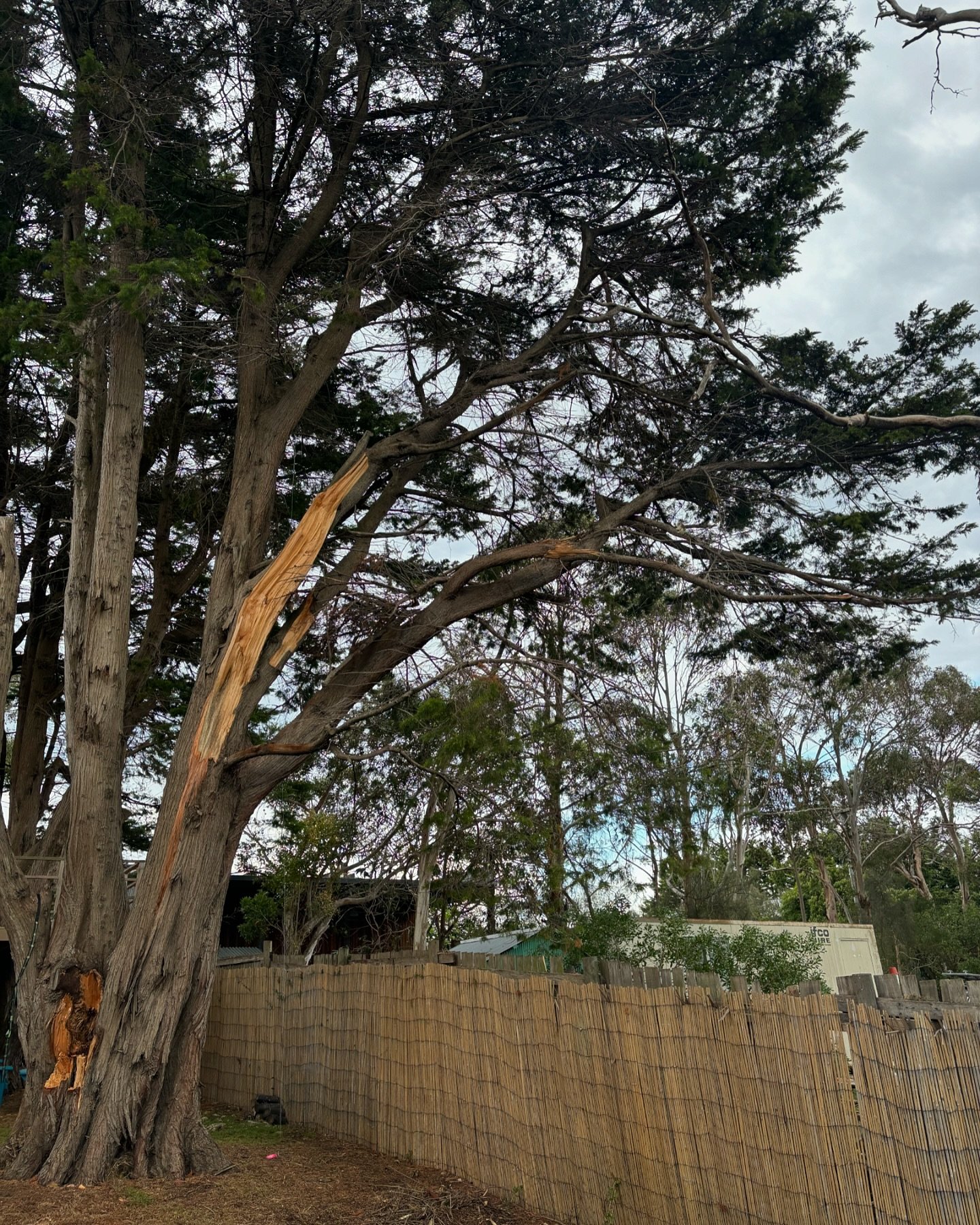 Following up from the recent storms, today we pruned off the lower three limbs from this cypress. We also placed some bracing higher in the canopy due to the failure visible near the base of the tree. Another tree lives another day!

#arborist #trees