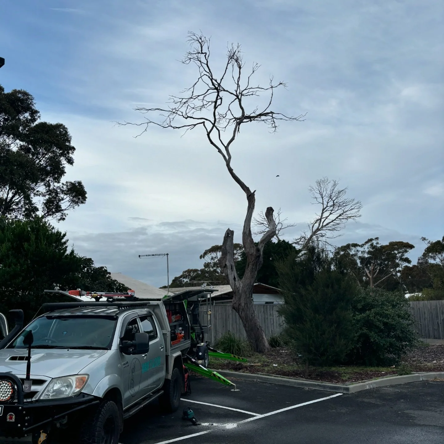A recent habitat reduction we did on this dead tree in the Woolworths carpark in Cowes. The dead crown posed a risk to the cabins behind the fence, but the tree provided several substantial hollows that were well worth retaining.

We specialise in pr