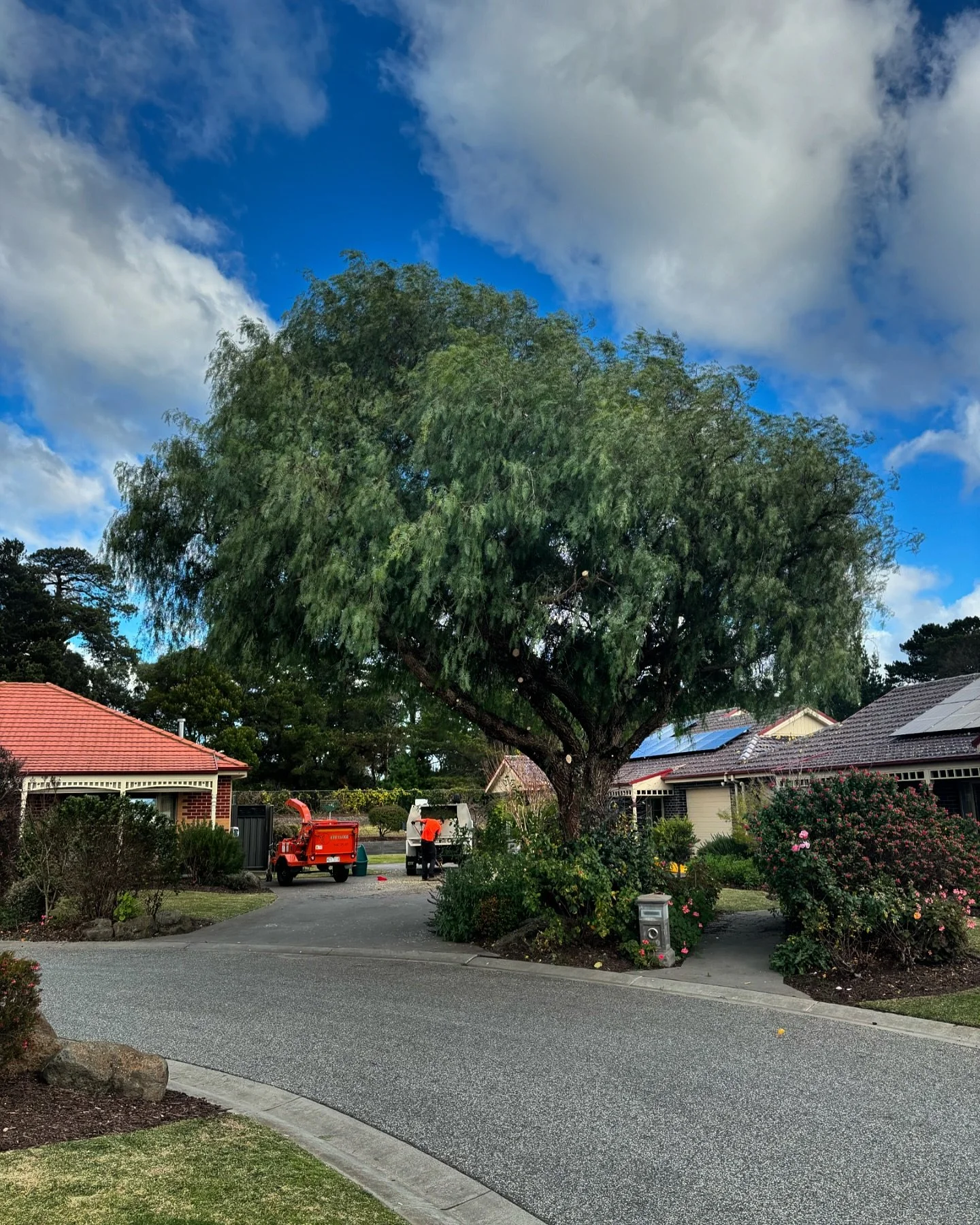 Today we uplifted a couple of peppercorns for continued vehicle access. With some crown maintenance over the coming years we can encourage these trees to grow into their standard, drooping shape ABOVE the daily comings and goings. A win for all.

#ar