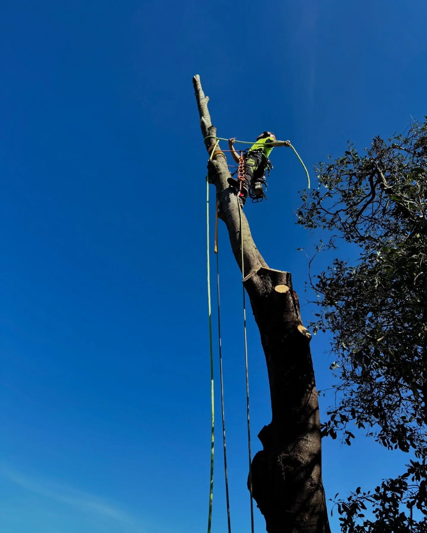 Couldn&rsquo;t have asked for a better crew or day of weather! 

#arborist #climber #treeclimber #treeservice
