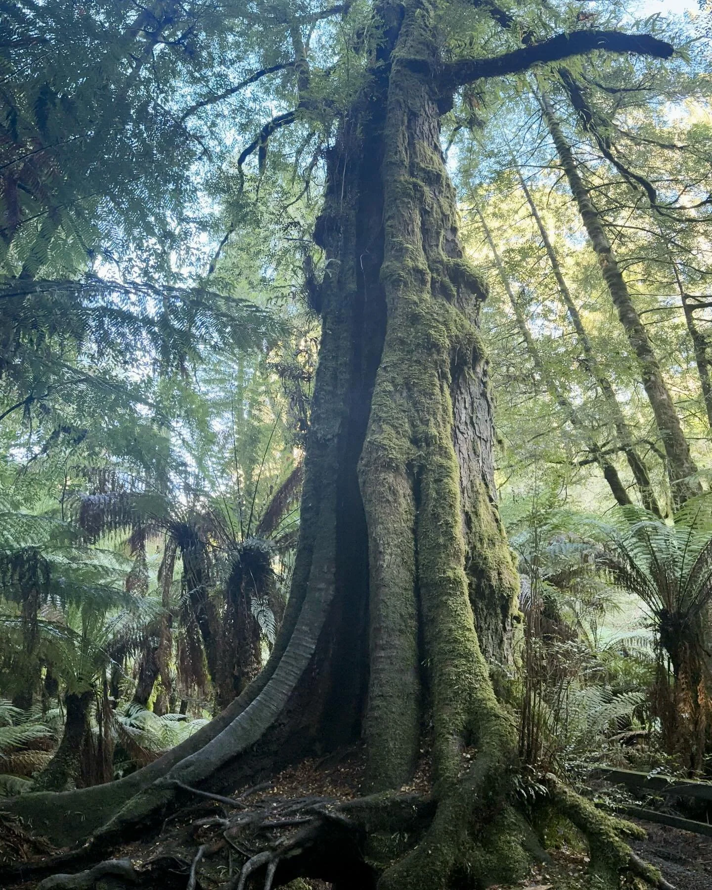 Today we drove out to Tarra-Bulga National Park to see the ancient Myrtle Beech trees (Nothofagus cunninghamii). Some of these trees hiding in the gullies are approximated at over 1000 years old, and still living. In the second photo is a stunning ex