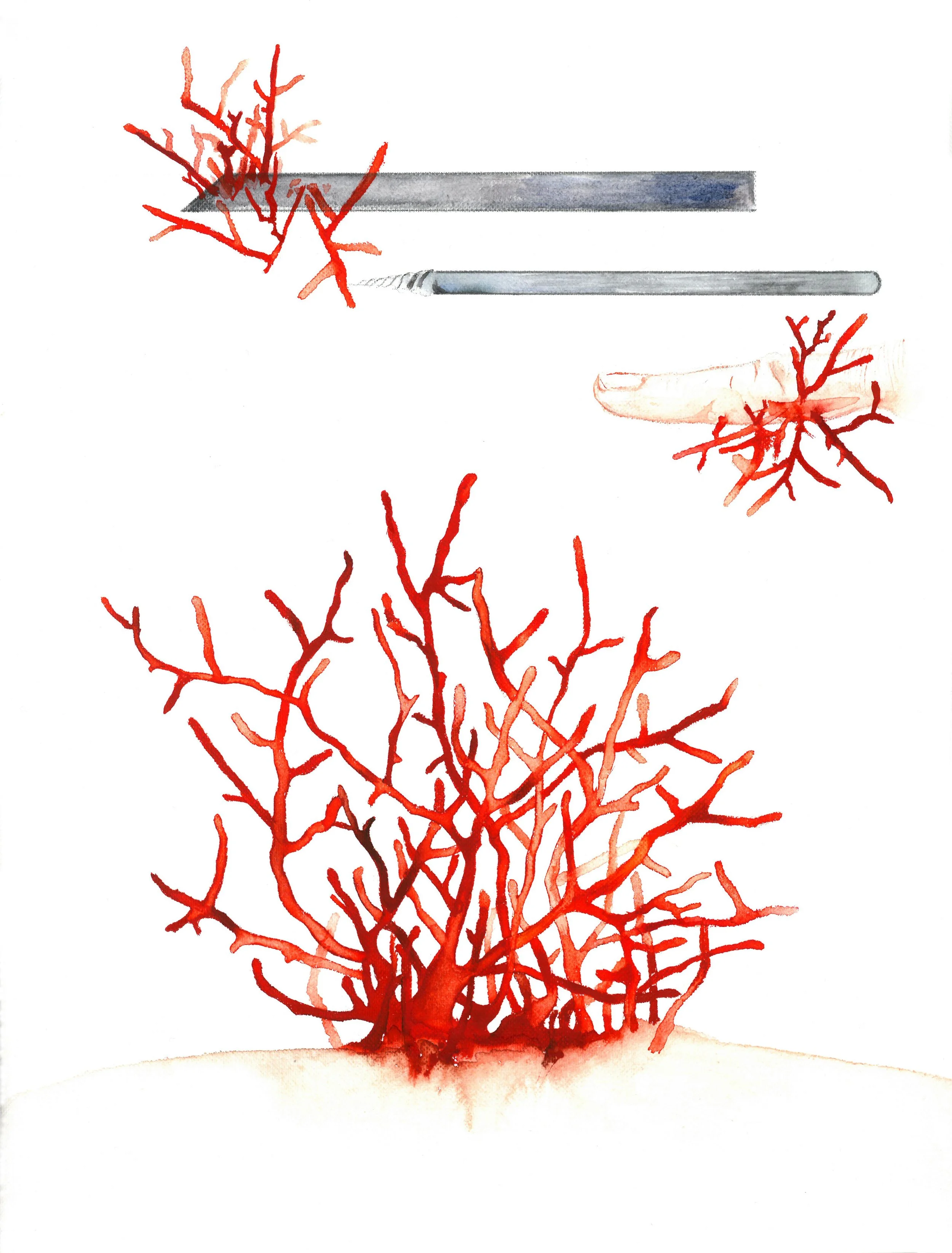 red skeleton experiment,  the trap, 31 x 24 cm, 2018
