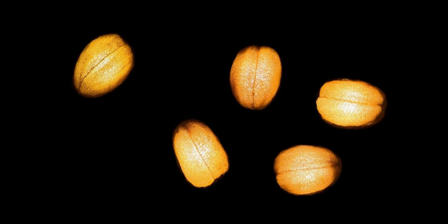 gourdo-lighting-design-justin-wan-mycelium-luffa-composite-biomaterial-mushroom-justin-wan-designboom-1800-3.jpeg