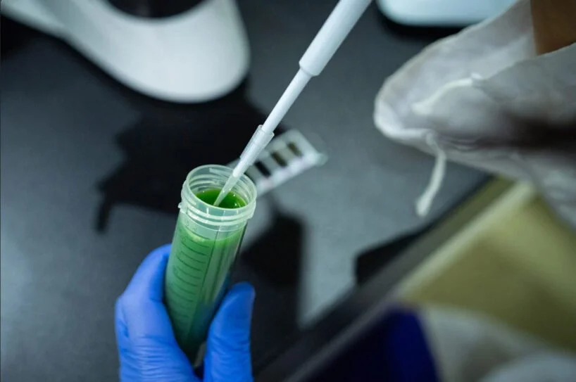 we-plus-so-colored-material-focused-research-microalgae-color-potential-designboom-19-818x543.jpg