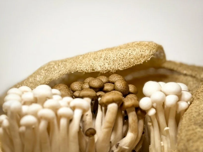into-the-spores-we-grow-gourdo-the-mushroom-lamp-of-the-contemporary-world-1-6a3a21c5e2ec0.jpeg