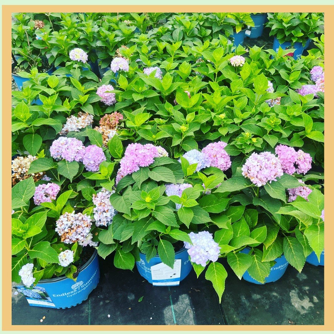 Choose the right location when planting. Hydrangeas prefer dappled sunlight or filtered light, as intense sunlight can scorch their leaves and flowers. #jackson360landscape
#hydrangea