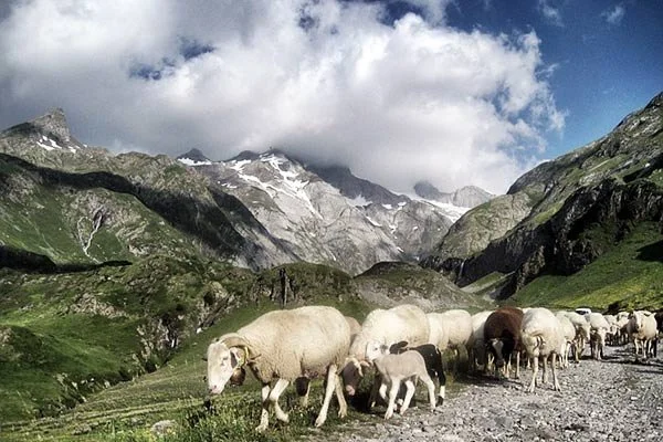 Le Grand Tour de France Sunday Lunch PYRENEES