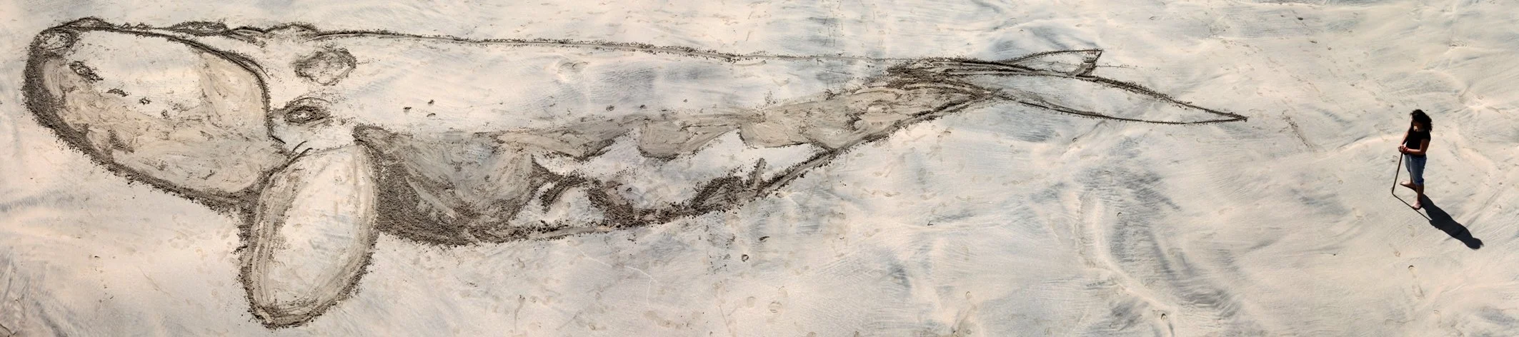 atlantic right whale.jpg