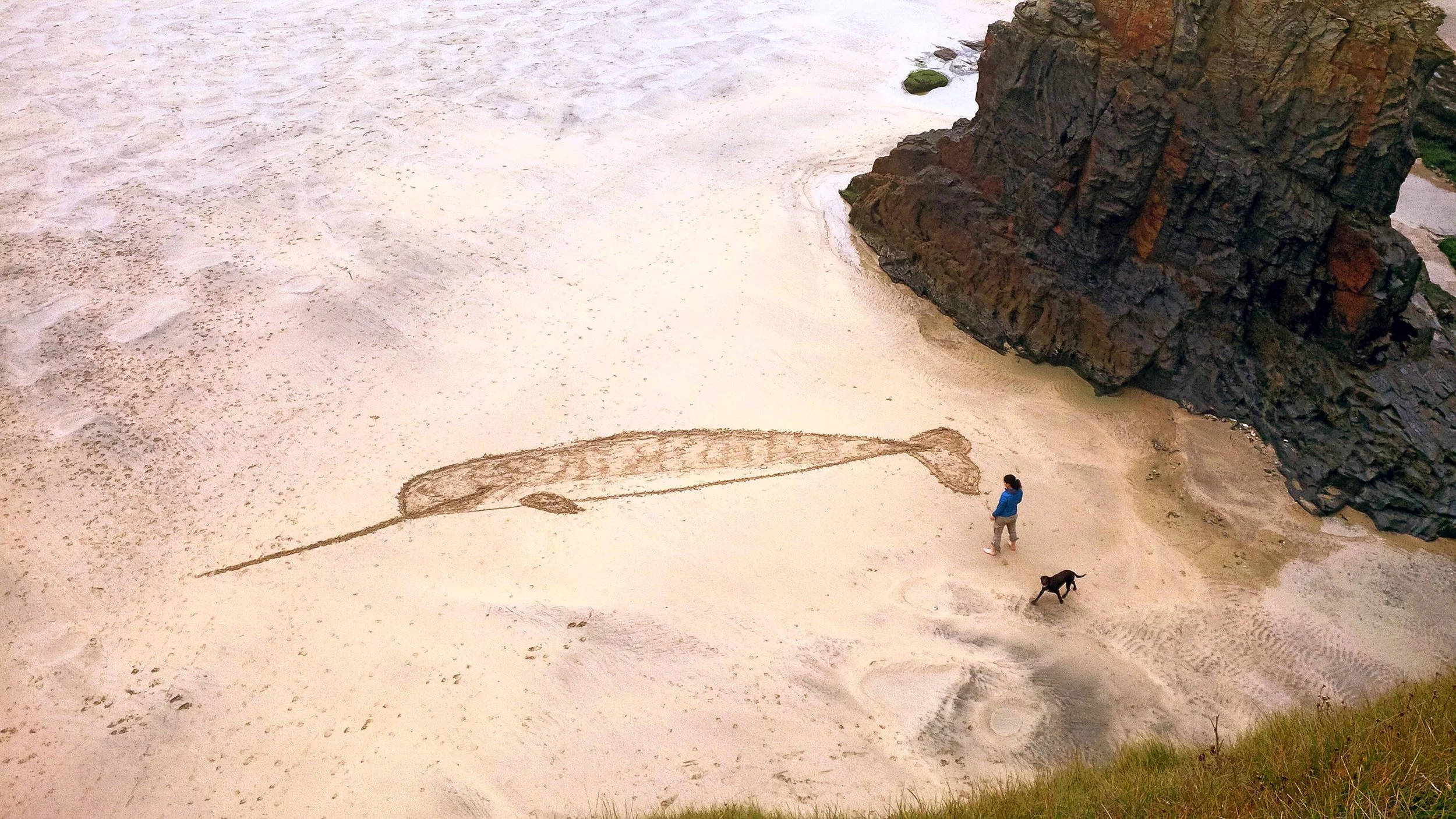 Narwhal, sand drawing, 700cm, 2014.jpg