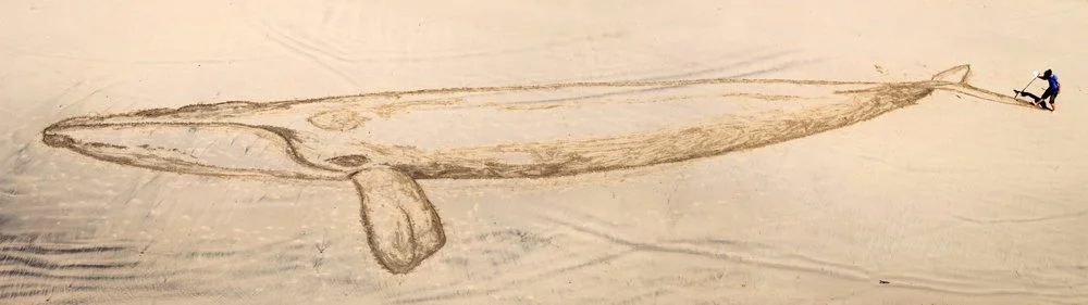 north atlantic right whale.jpg