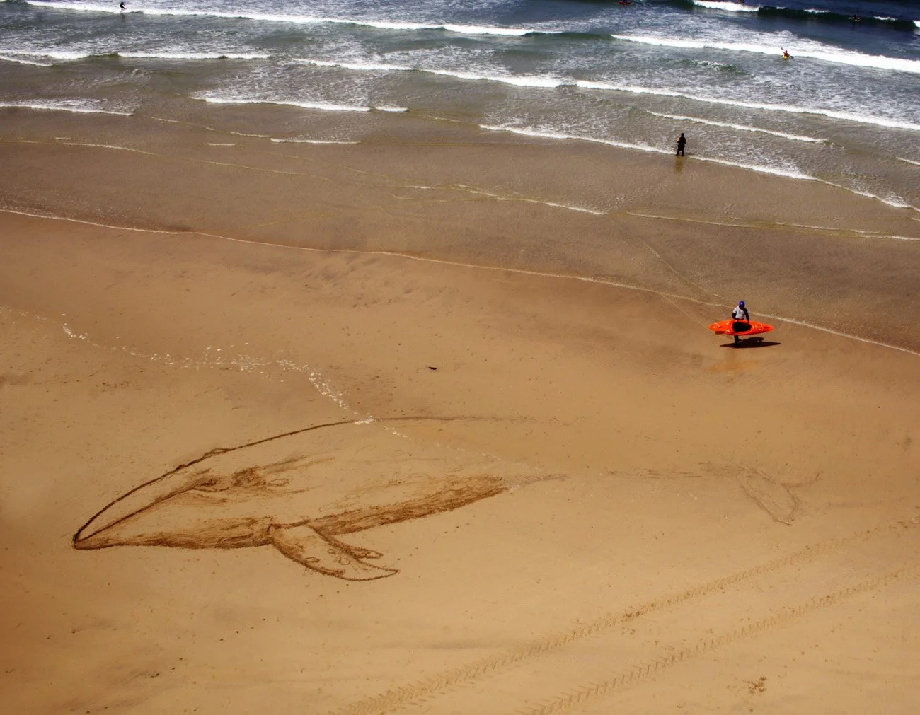 grey whale with kayaker.JPG