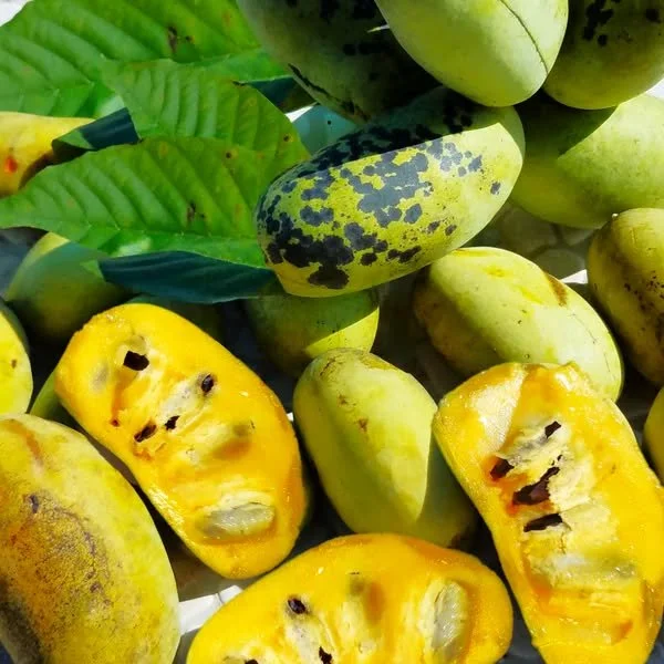Wild Gold – A Fermented Tribute to the Appalachian Pawpaw