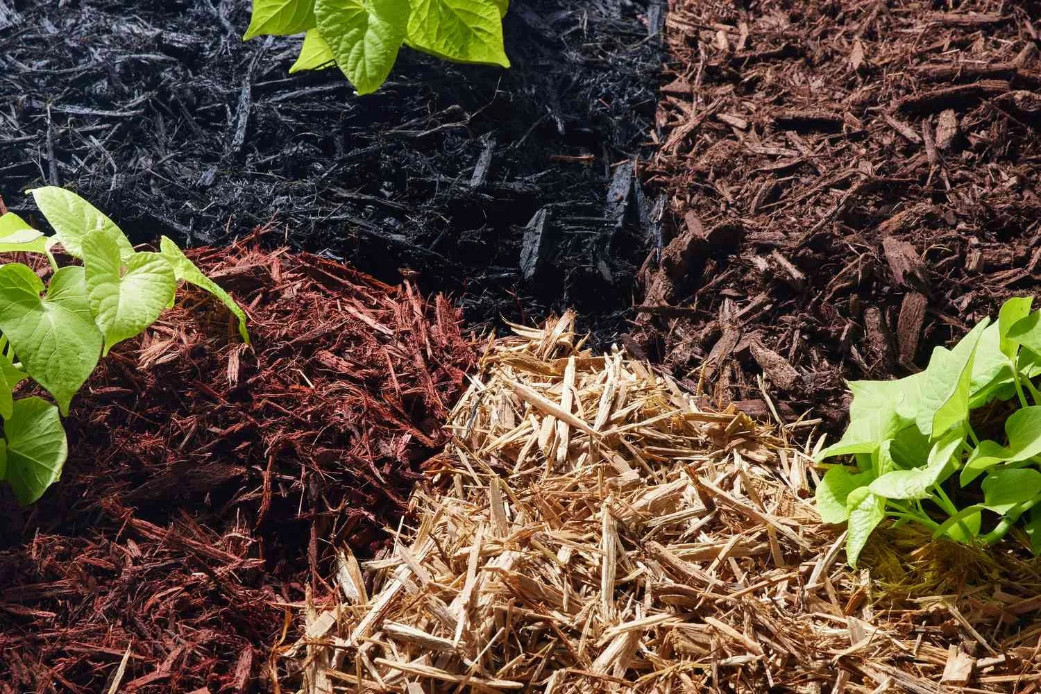 Different colored mulch beds with green plants.