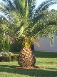 Palm tree with a thick, textured trunk on a grassy lawn with a house in the background.