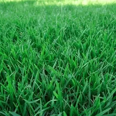 Close-up of lush green grass on a lawn.