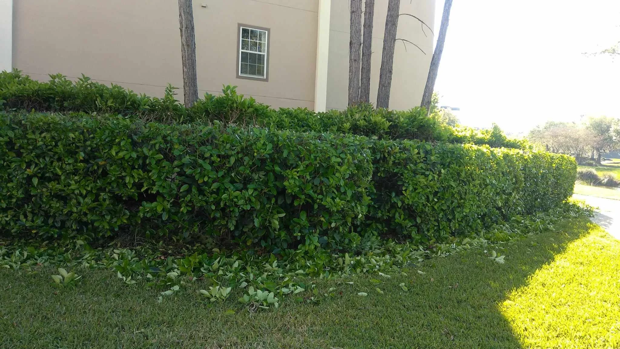 Well-maintained green hedge and grass in front of a beige building with a window, surrounded by tall trees, sunny day.