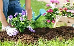 Person planting purple and pink flowers in a garden bed with a blue watering can nearby.