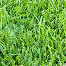 Close-up of green grass blades.