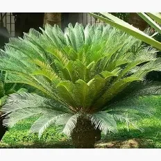 A large, lush green plant with a rosette shape, thick, broad leaves, and a central stem.