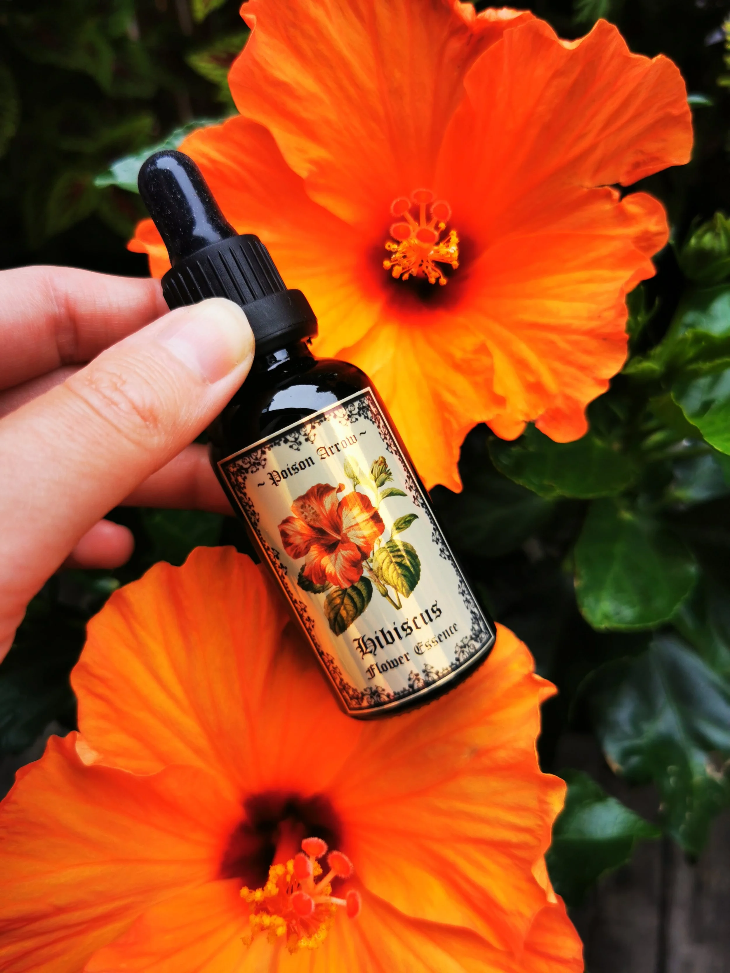 Hibiscus Flower Essence