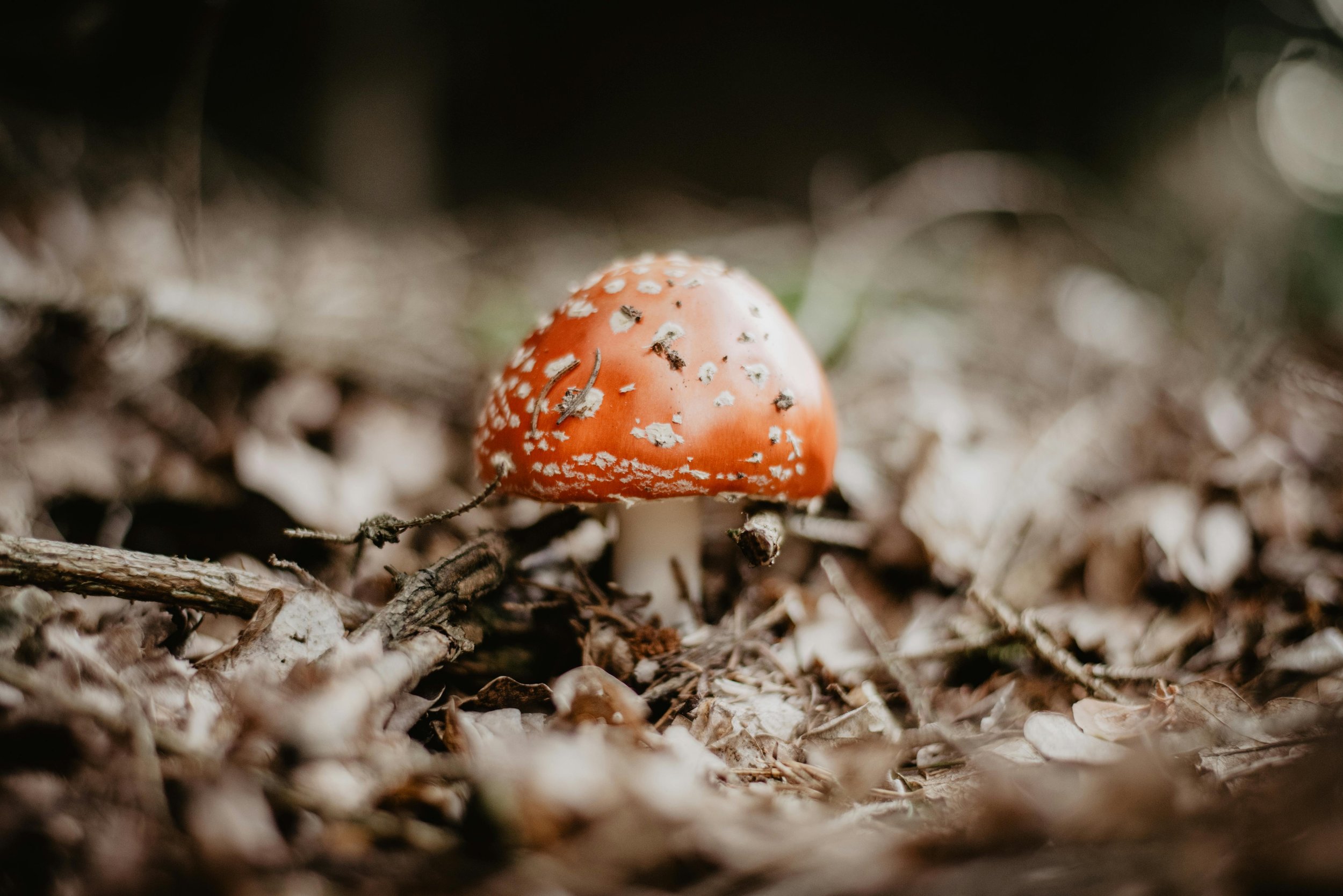 The quiet wisdom of Amanita Muscaria
