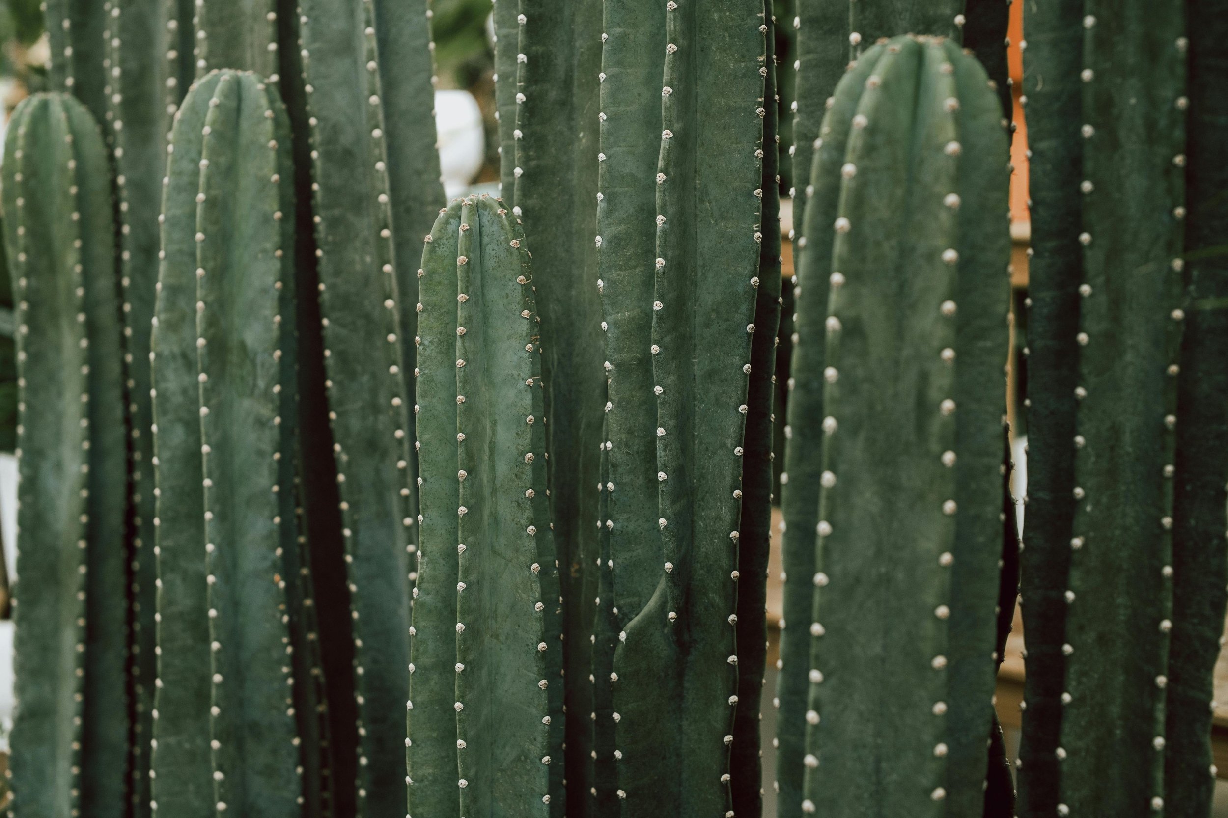 Huachuma: the heart path of San Pedro