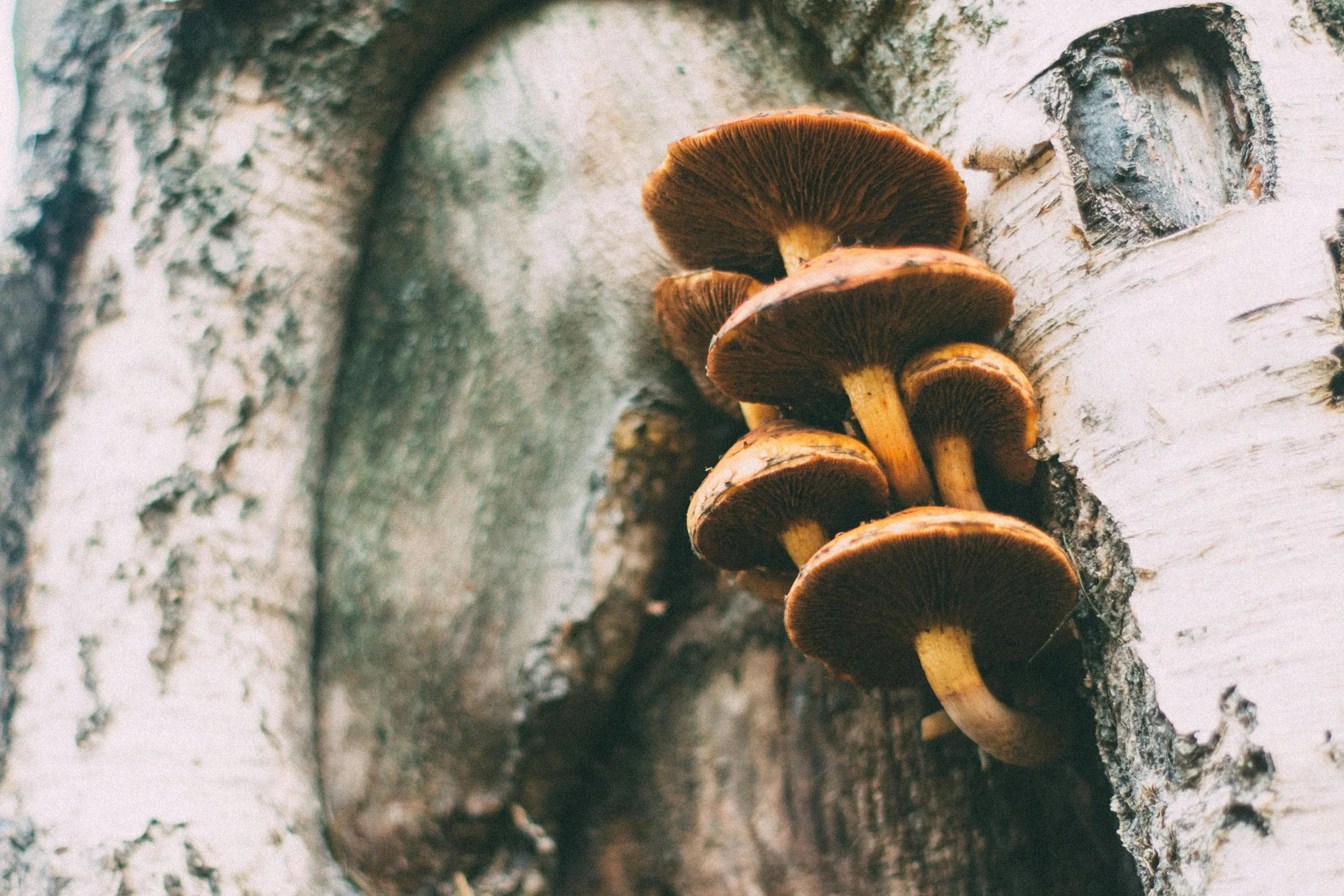 Psilocybin-Supported Reiki Mini Journey