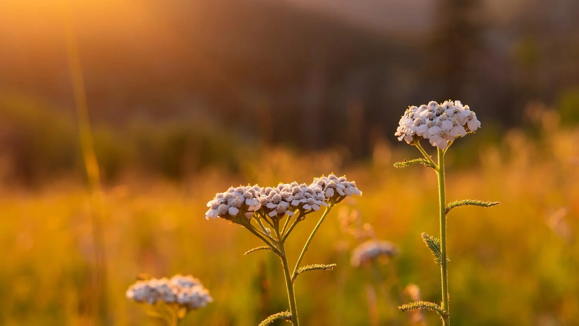 A Mentorship in Energetic Protection and Plant Wisdom