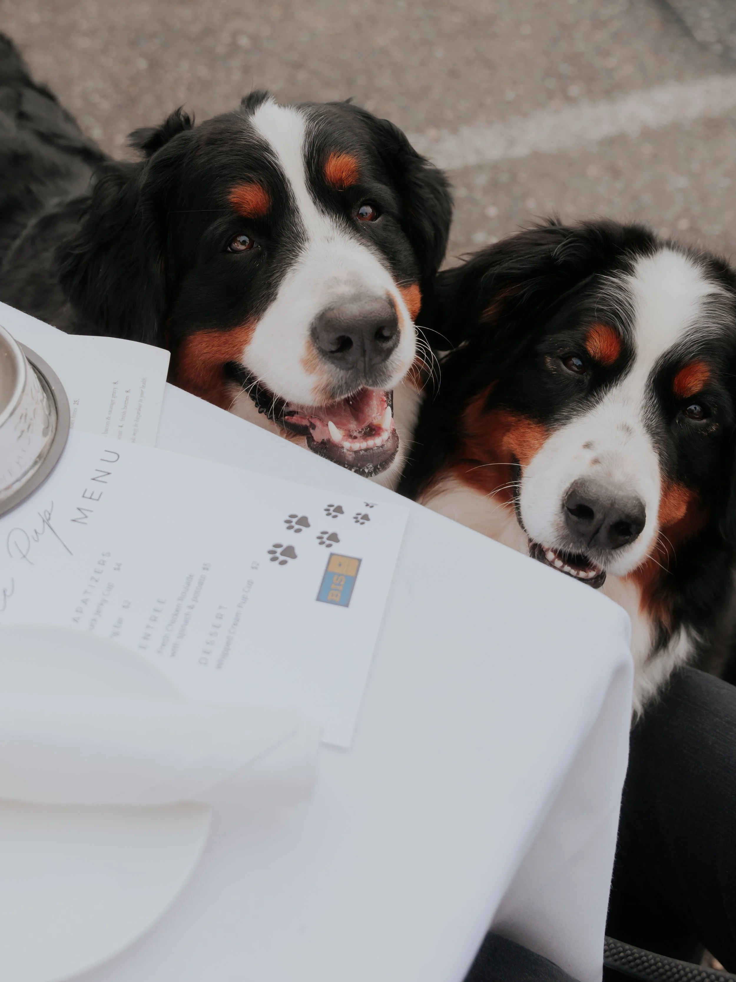 PUPPORTRAIT-05118.jpg