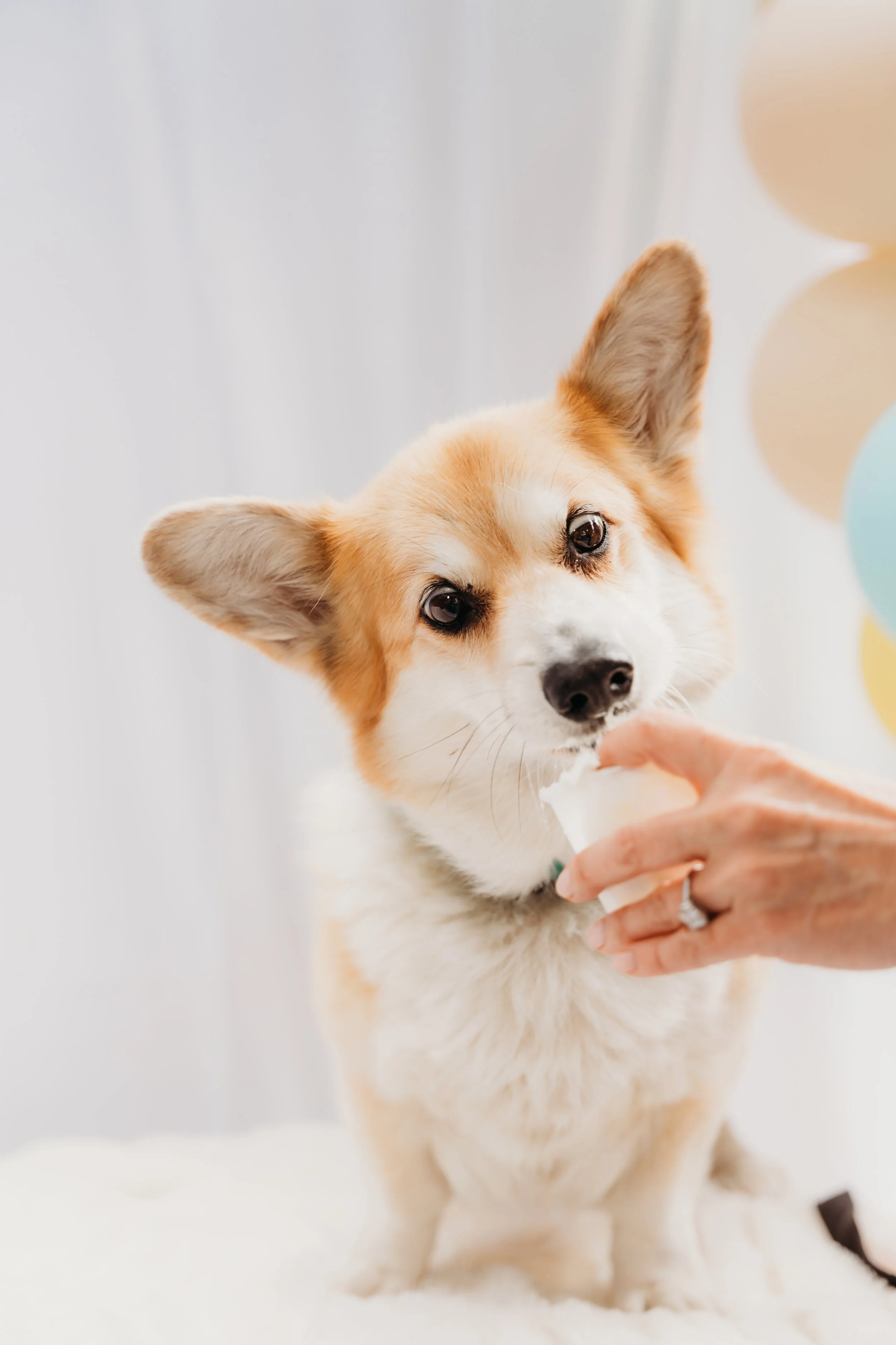 PUPPORTRAIT-05160.jpg