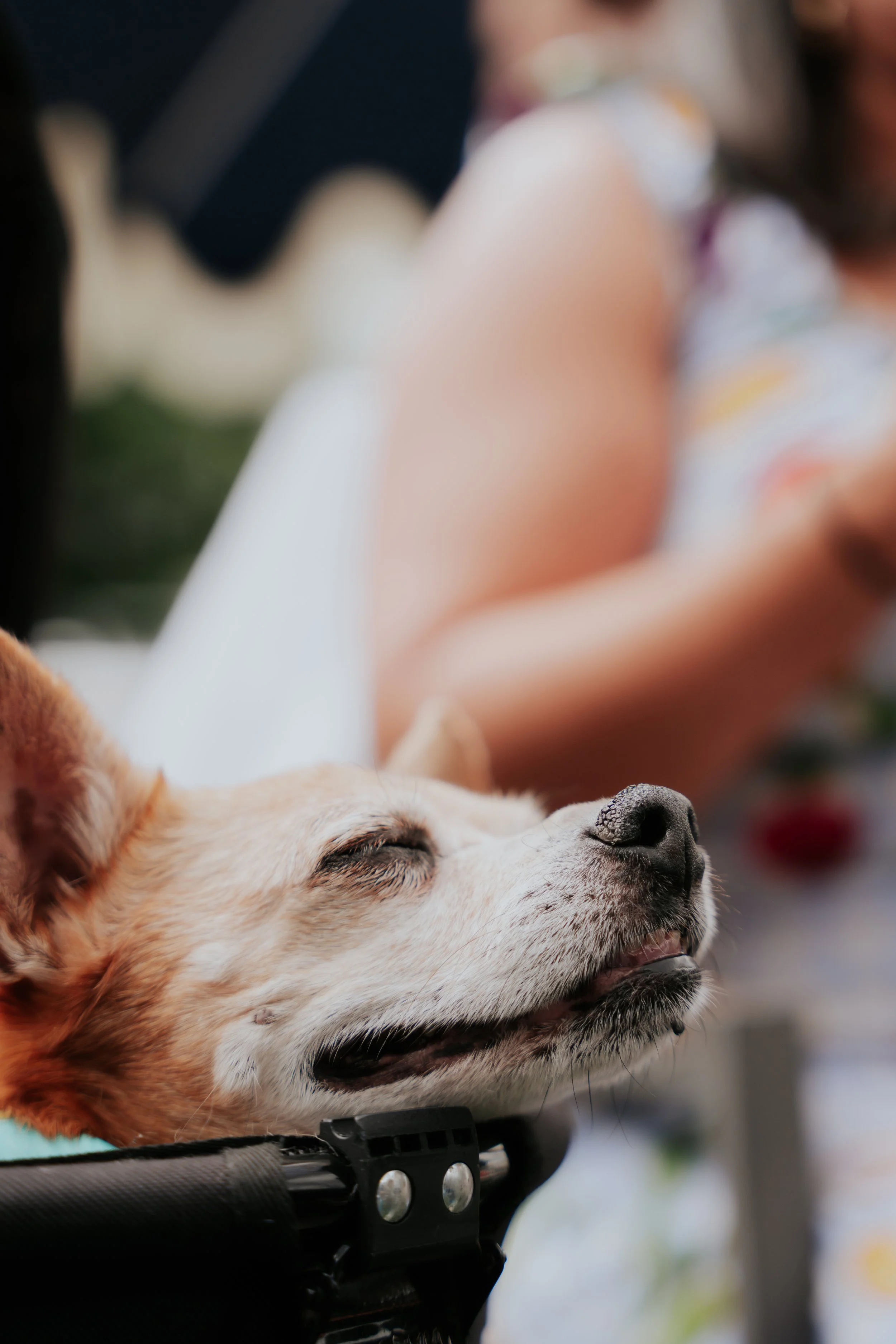 PUPPORTRAIT-05791.jpg