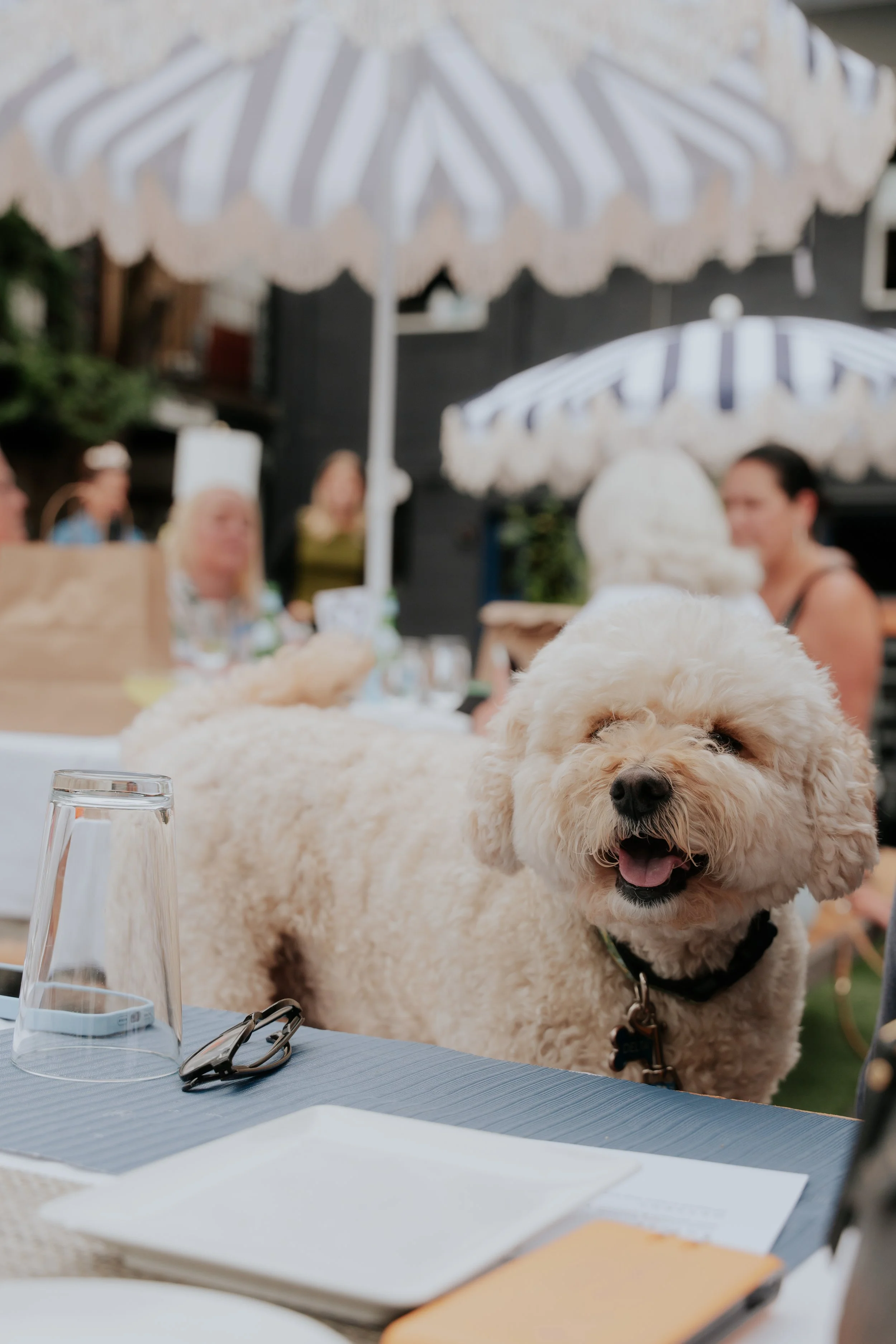 PUPPORTRAIT-06018.jpg