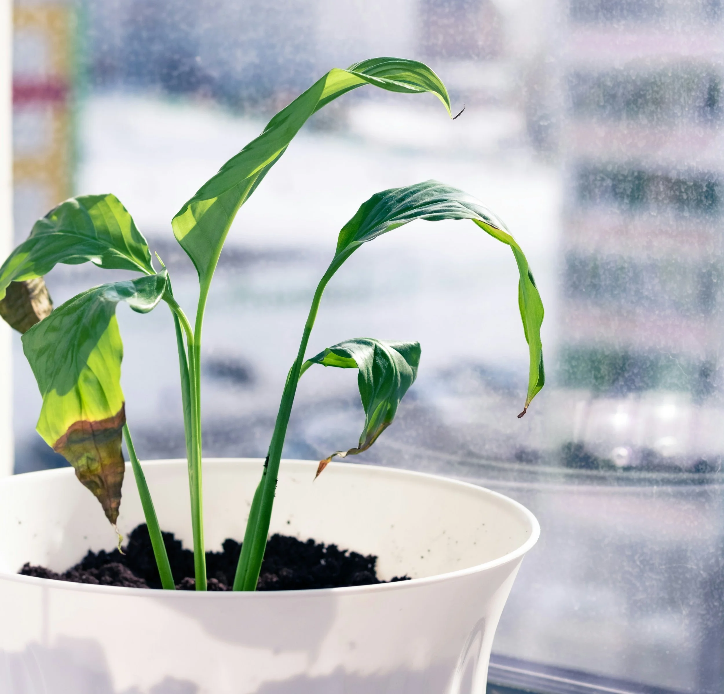 Nobody Stays Where They're Not Growing