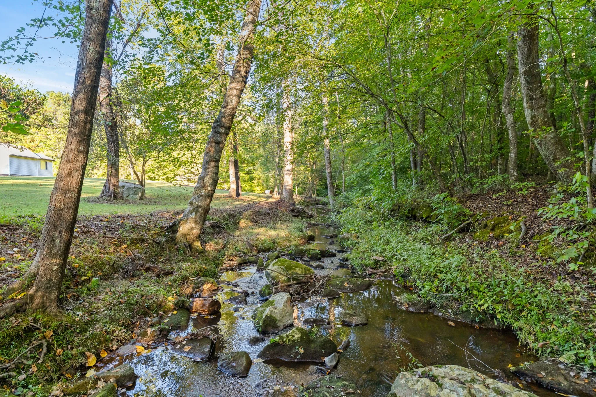 47-web-or-mls-Beech-Forest-47.jpg