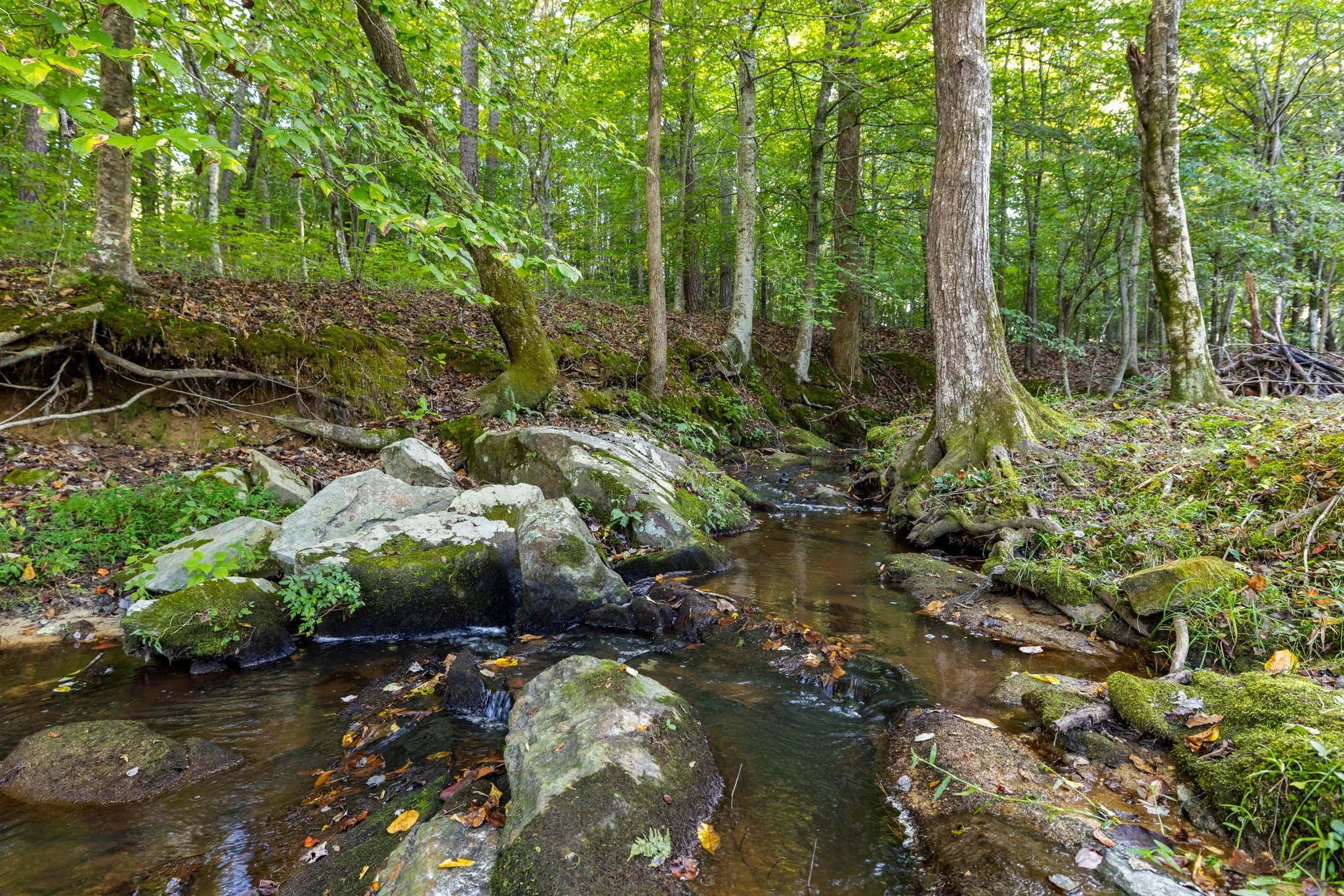 46-web-or-mls-Beech-Forest-46.jpg