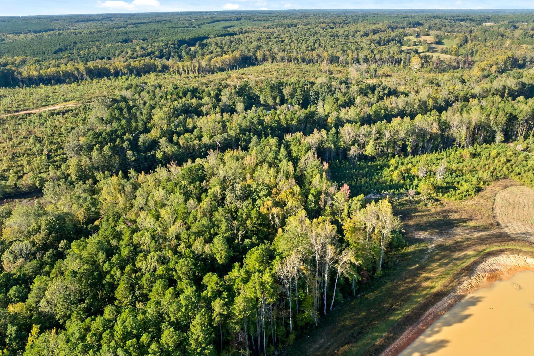 30-web-or-mls-Beech-Forest-30.jpg