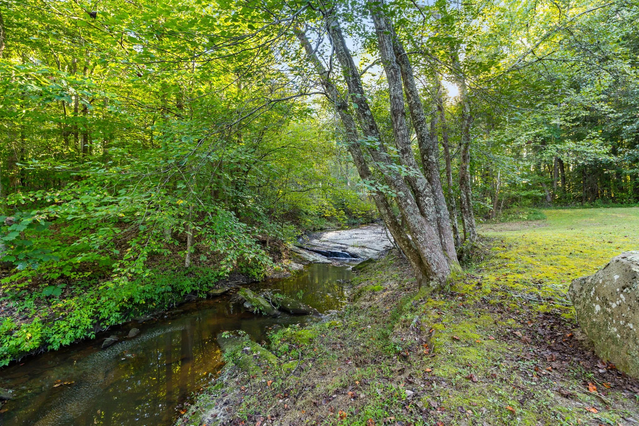 21-web-or-mls-Beech-Forest-21.jpg