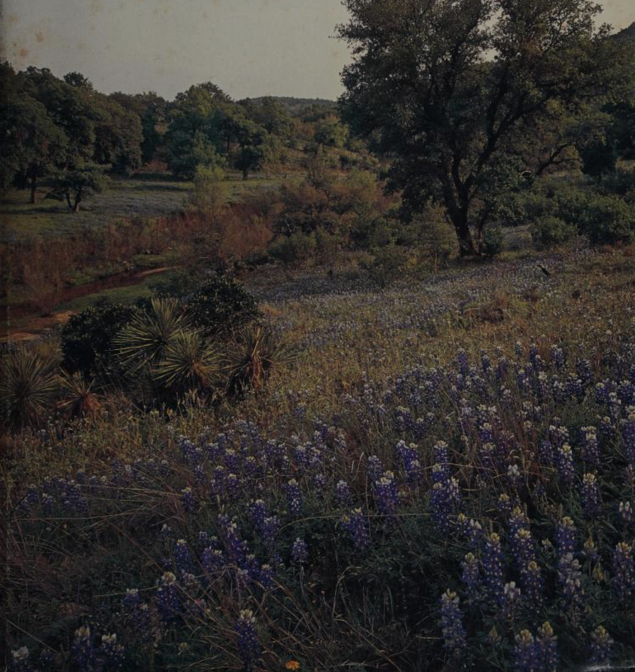 2 poems from “WEST — TEXAS”