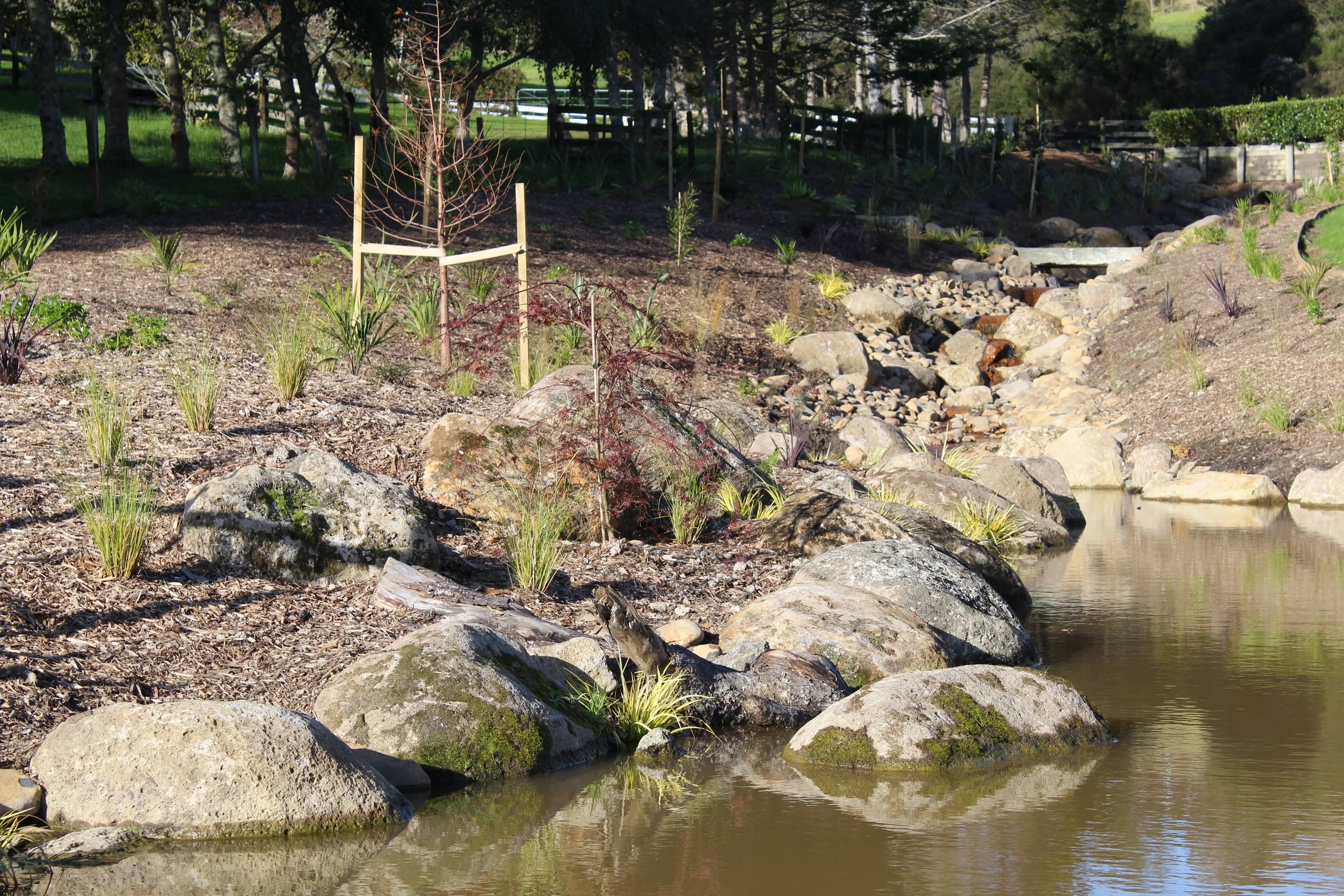 A landscaped garden with a small pond, rocks, and young plants along the water's edge, with trees and a fence in the background.