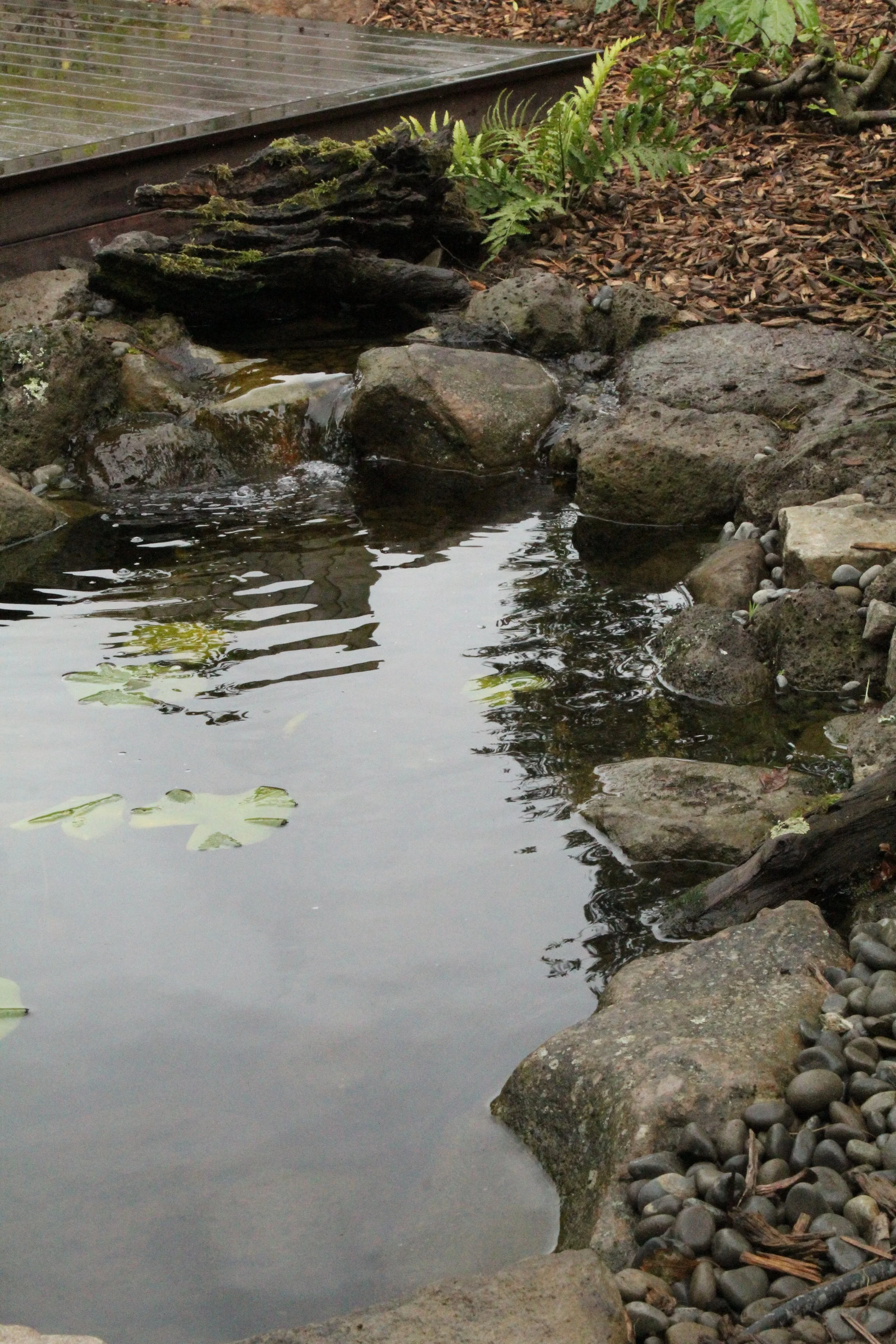 Ecosystem pond with natural stone edging and lily pads, built in Selwyn Canterbury by Southern Waterscapes