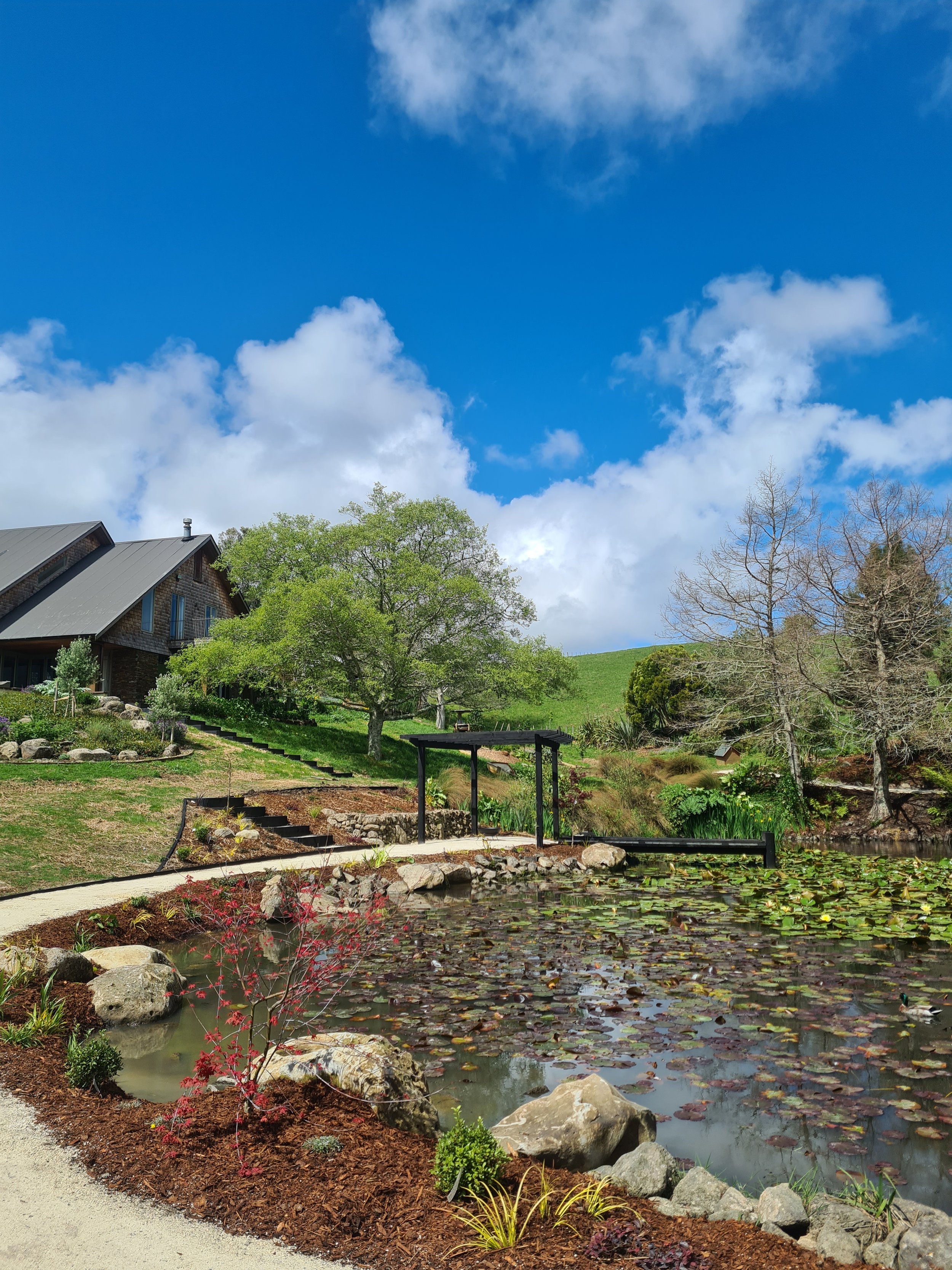 A scenic backyard with a pond covered in lily pads, surrounded by rocks and a pathway, with trees and a house in the background under a blue sky with clouds.