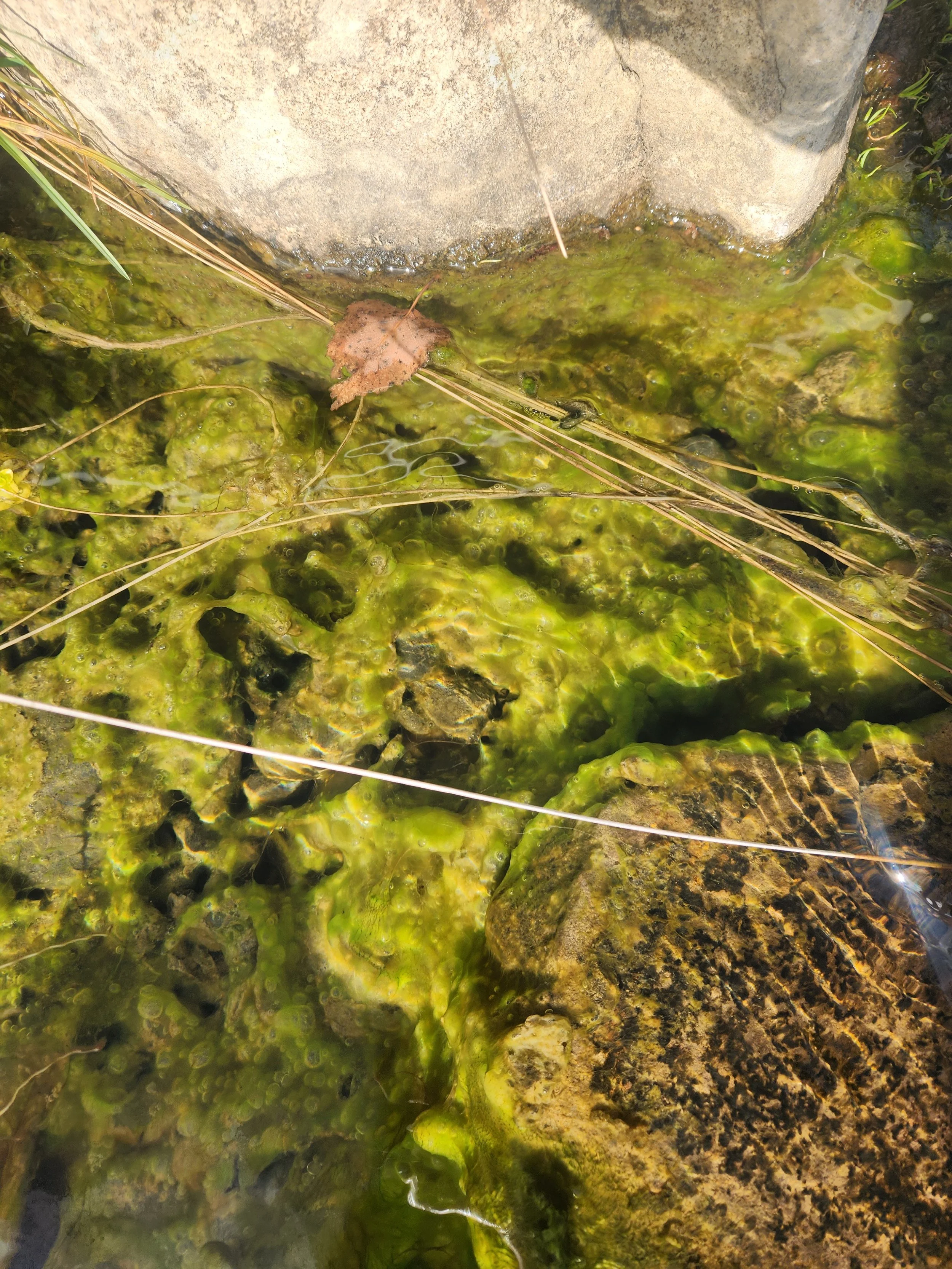 How to Treat String Algae in a New Zealand Pond