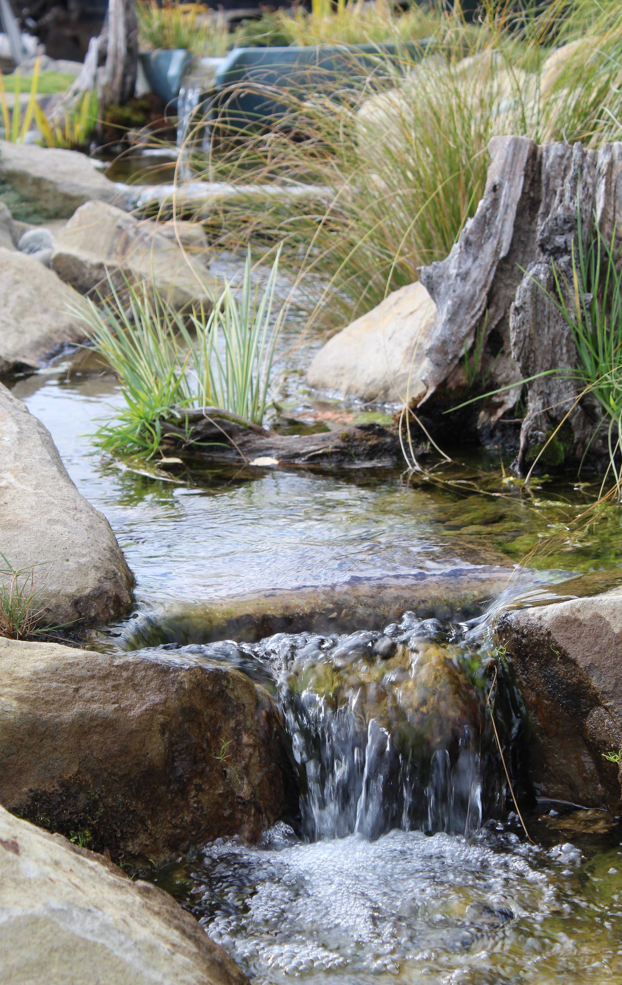 Natural stream and cascading waterfall built with boulders, driftwood and native grasses in a Canterbury garden pond