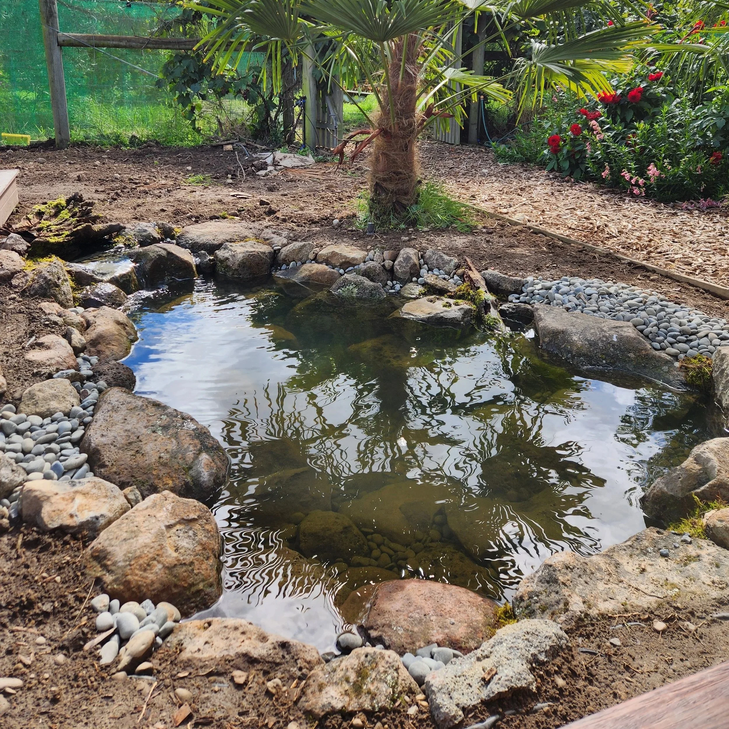 Completed eco-system pond with natural sky reflection and palm tree — Southern Waterscapes Ltd, Selwyn Canterbury